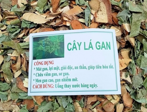 CÂY LÁ GAN - THẢO DƯỢC BỔ GAN